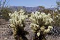131 Organ Pipe Cactus National Monument